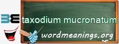 WordMeaning blackboard for taxodium mucronatum